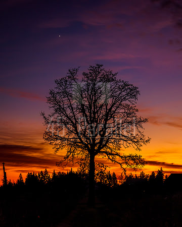Lone Tree Sunset