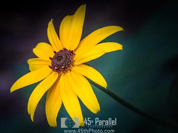 Black-eyed Susan