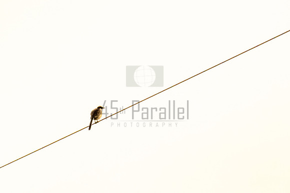 Bird on a Wire