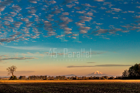 Golden Hour on Sauvie Island