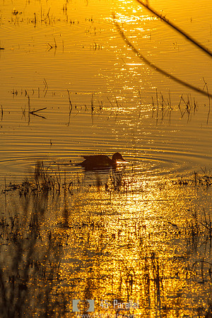 On Golden Duck Pond