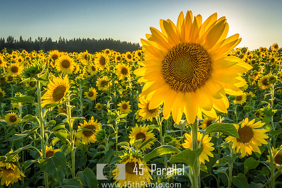 Sunflower Patch