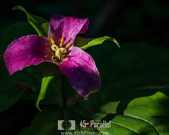 Red Trillium