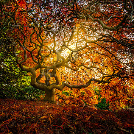 Crawling around under trees may bring odd looks from passers-by, but the reward often exceeds the slight discomfort.