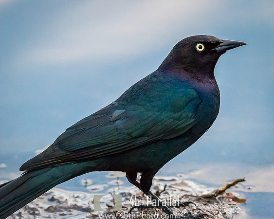 A Brewer's Blackbird