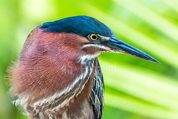 A Green Heron wearing its courtship plumage
