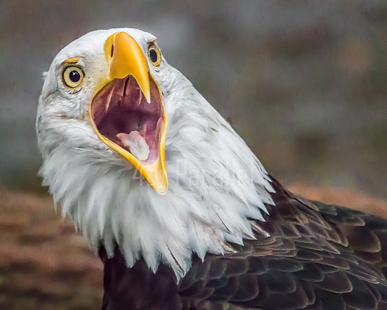 A Bald Eagle complaining about our presence.