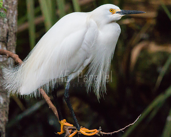 A Snowy Egret