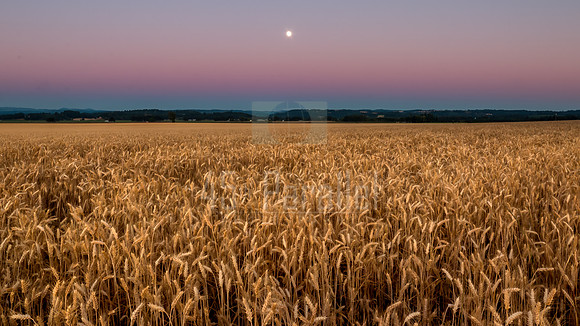 No, this is not a field of Quadrotriticale being grown on some other planet.