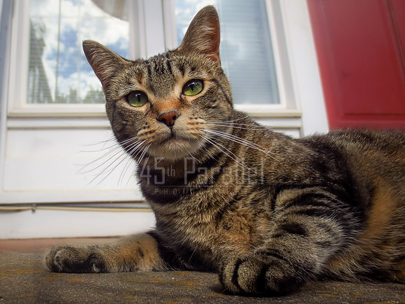 Ruler of the Porch
