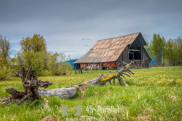 Old Barn and Tree