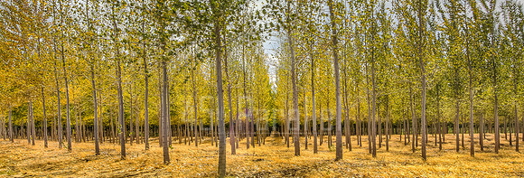 Oregon's Boardman Tree Farm