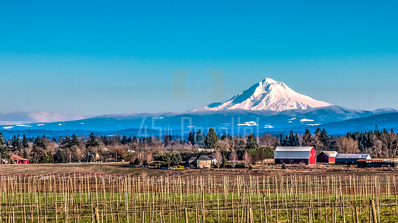 A Hop Farm in the Willamette Valley and Mount Hood Are Both Ready for the New Year