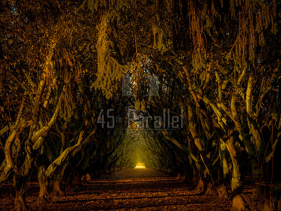 Tunnel of Trees
