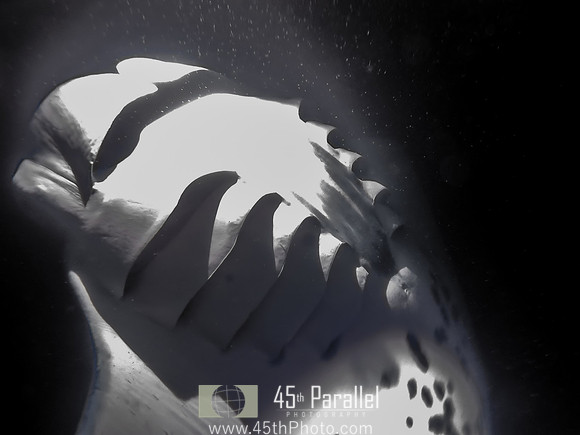 Manta Ray Underbelly