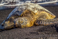 Hawaiian Napping Turtle