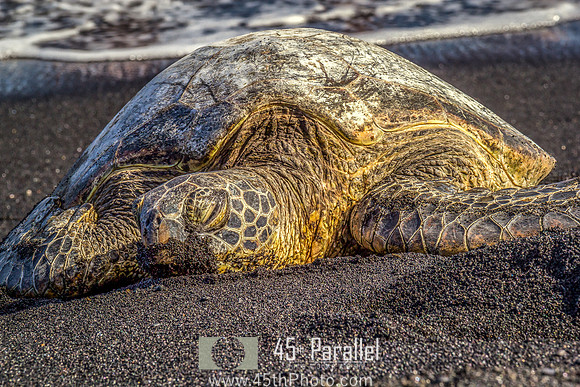 Hawaiian Napping Turtle