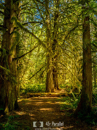 A forest pathway near the Kinsol Trestle