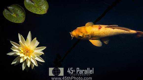 Being Koi