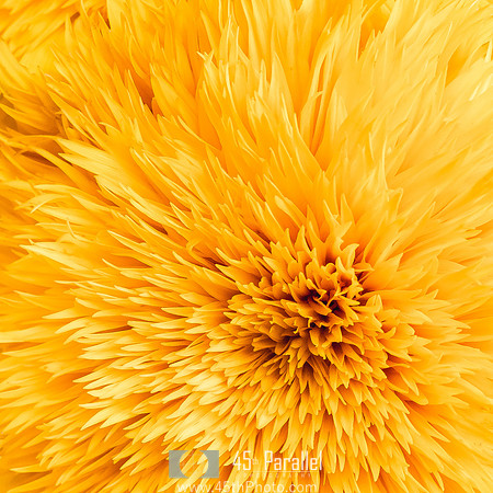Close-up of the Sun