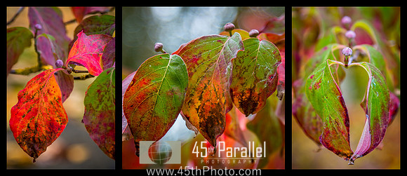 Autumnal Color Triptych
