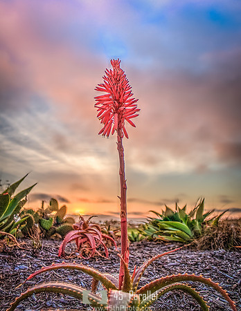 Red Aloe