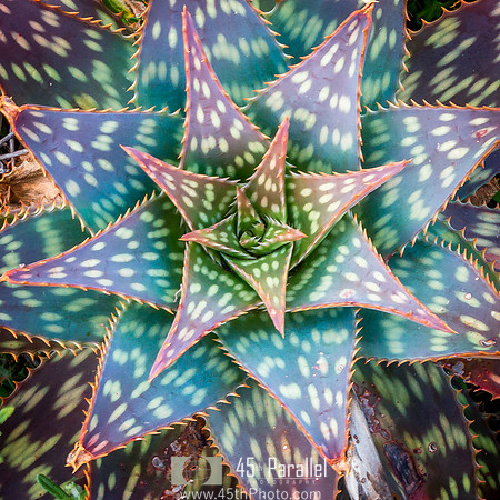 Multi-colored Aloe Plant