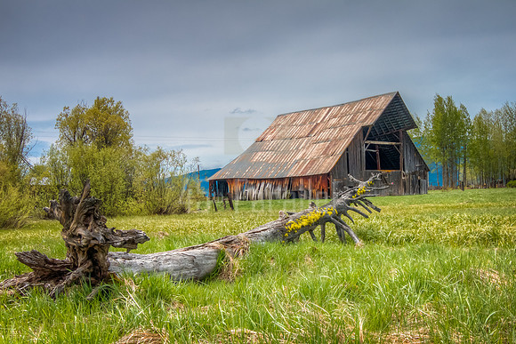 Old Barn and Tree