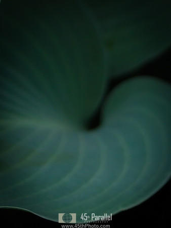 Soft Hosta