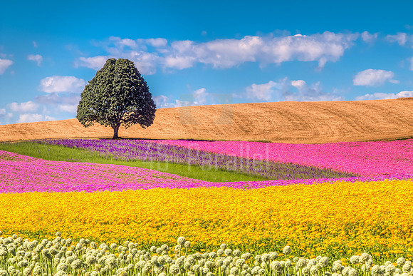 Rainbow Hills and Blue Skies