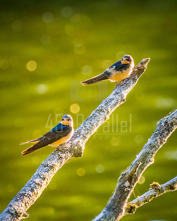 A couple of barn swallows checking things out.