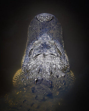 Gator Head