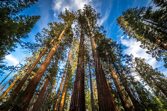 Tall Sequoias