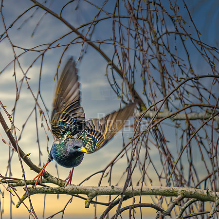 A starling's tippy-toe takeoff.