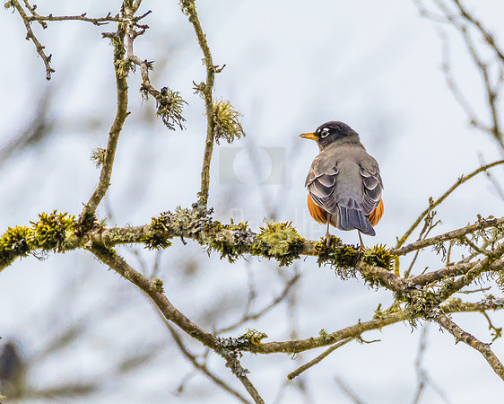 Awaiting Springtime