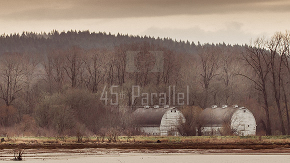 The Twin Barns of Nisqually