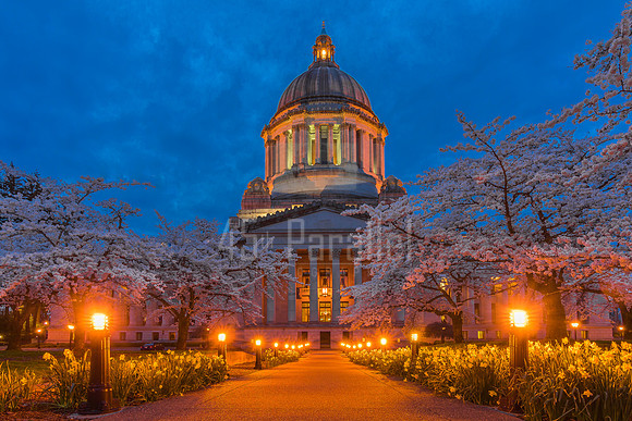 Nighttime turns the  state capitol into a fairyland of daffodils and cherry blossoms