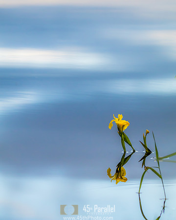 Water Iris. Is there such a thing?