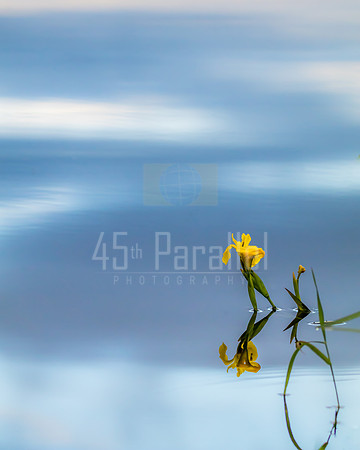 Water Iris. Is there such a thing?