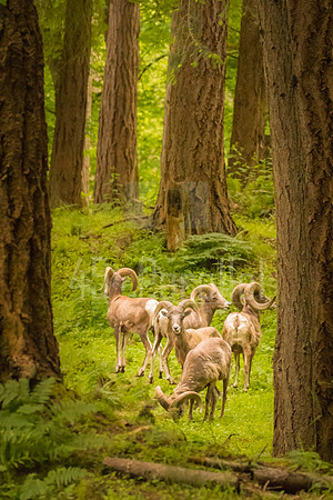 Loitering Bighorns