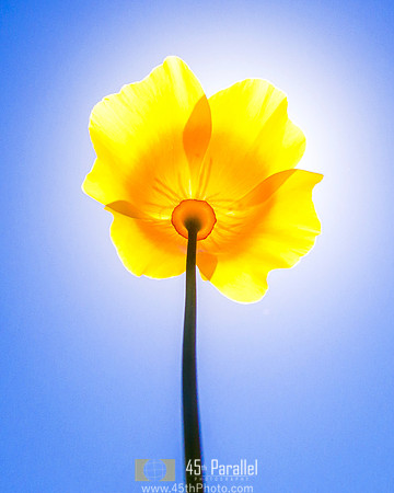 Glory in the Light