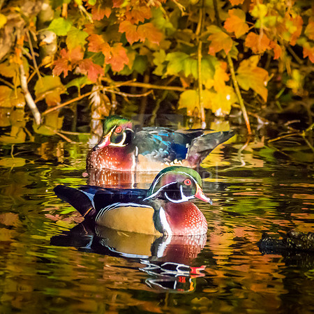 The amazing colors of Wood Ducks