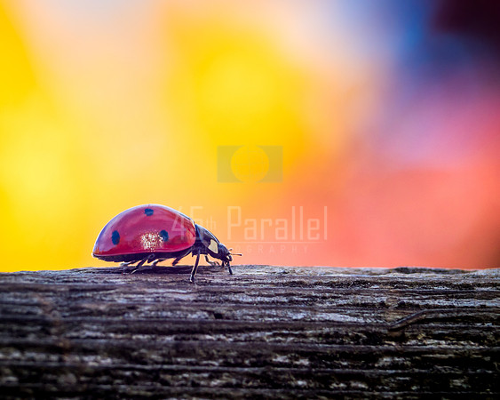 Ladybug, Ladybug, fly away home....