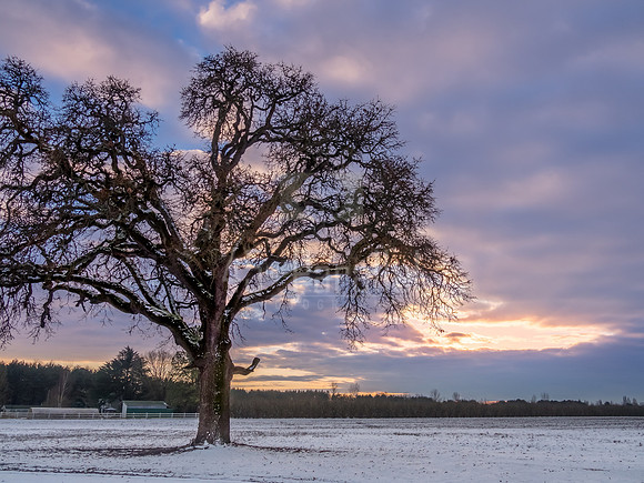 Gnarly in winter