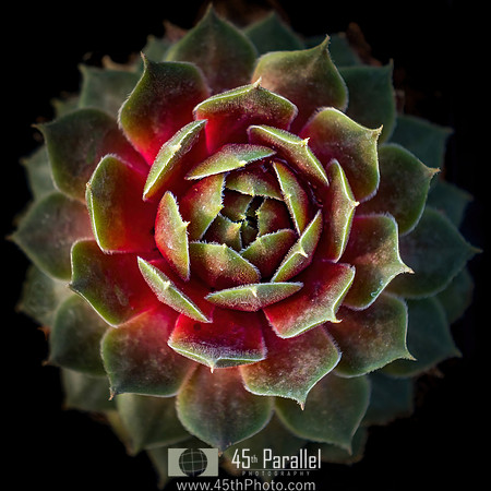 Natural Mandala
