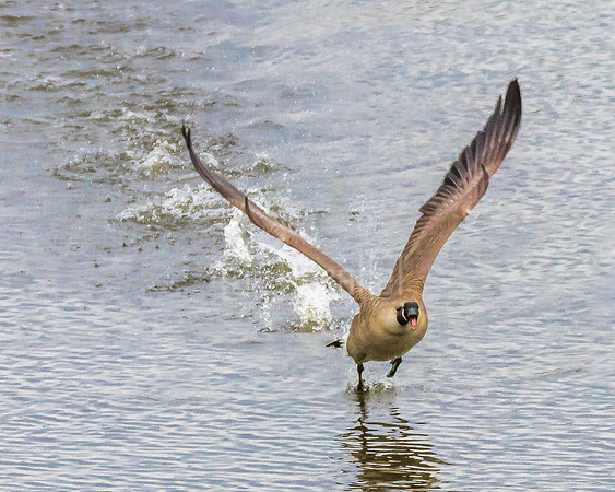 A Cackling Goose begins to take flight.