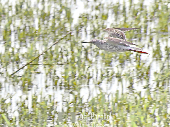 Lesser Yellowlegs, more or less.
