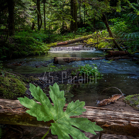 Along the Little Zigzag Creek Trail