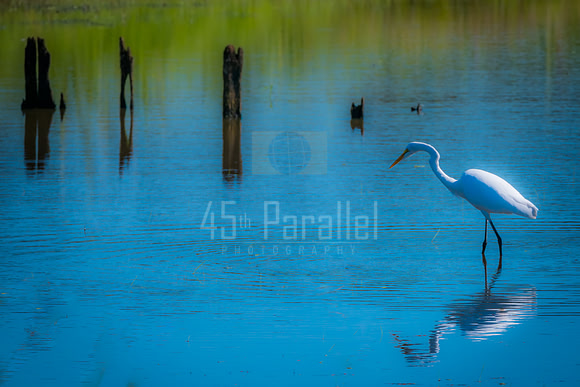 Oh, great! An egret.