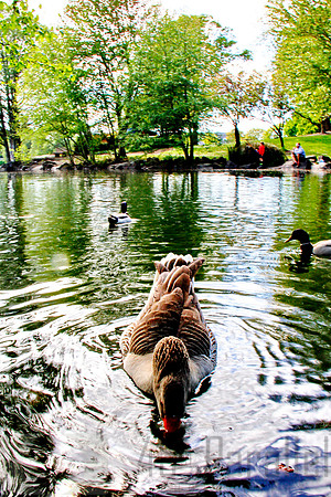 Goose Down!
